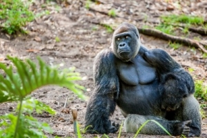Er du en Silverback leder?